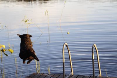 Duck by lake