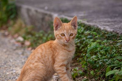 Portrait of a cat