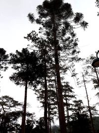 Low angle view of trees against sky