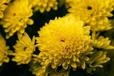 Close-up of yellow flowering plant