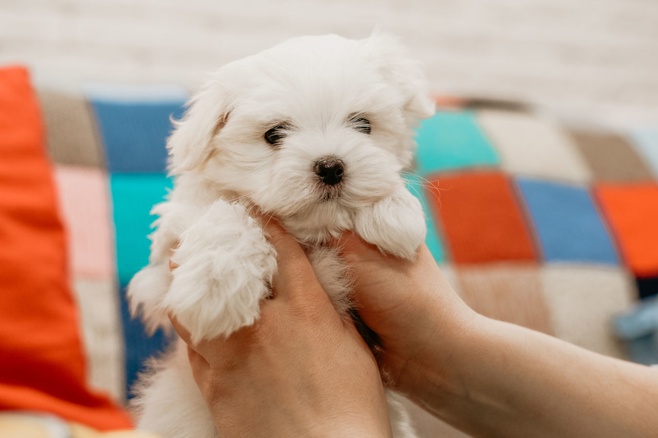 pet, domestic animals, dog, canine, mammal, one animal, animal themes, animal, maltese, puppy, bichon, lap dog, cute, friendship, young animal, one person, hand, west highland white terrier, white, havanese, poodle, morkie