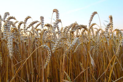 Close-up of stalks in field against clear sky