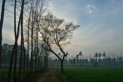 Bare trees on field against sky