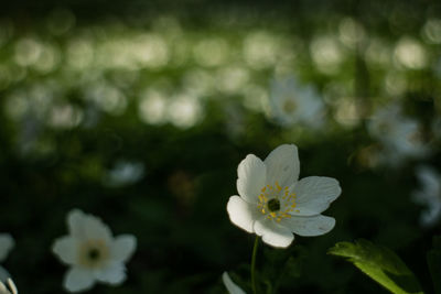 Close-up of white flower blooming outdoors