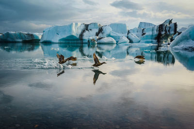 Ducks flying over lake against sky