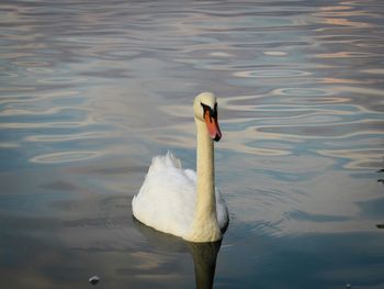 Birds in calm water