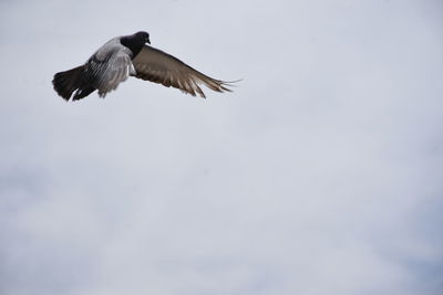 Low angle view of eagle flying in sky