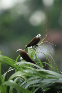 Close-up of bird perching on plant