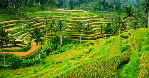 Scenic view of rice paddy