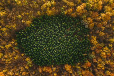 Aerial view of trees growing in forest during autumn