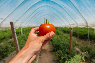 Close-up of hand holding apple