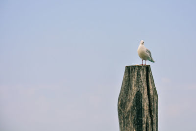 Low angle view of bird perching on wooden post against sky