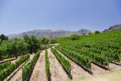 Wine and vineyards around the world - south africa