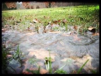 Plants growing on field