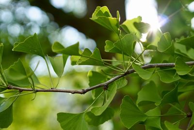 Close-up of leaves on tree