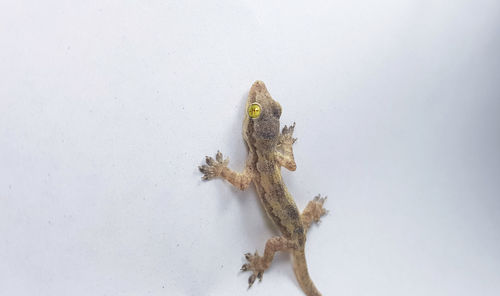 Close-up of a lizard on white background