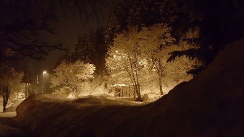 Low angle view of illuminated trees at night