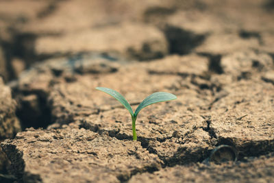 Close-up of plant growing on field