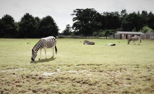 Horse grazing on field against trees