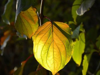 Leafes autumn colors