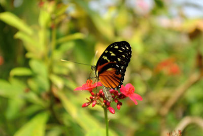 Butterfly perching on flower