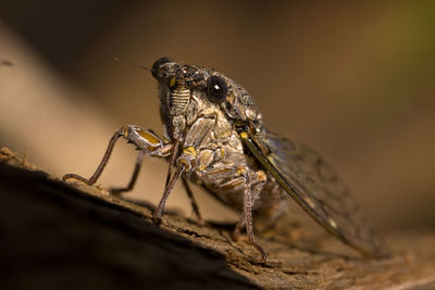 Close-up of lizard