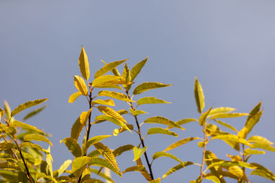 Close-up of yellow leaves against sky