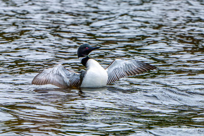 Duck swimming in lake