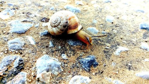 Shells on sand