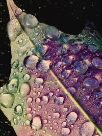 Close-up of water drops on leaves