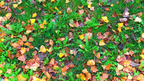 Leaves on field