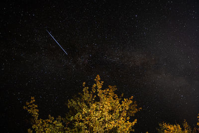 Low angle view of trees against sky at night