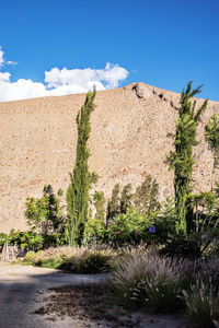 Plants growing on land against sky