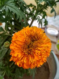 Close-up of orange marigold blooming outdoors