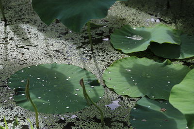 Close-up of lotus water lily in lake