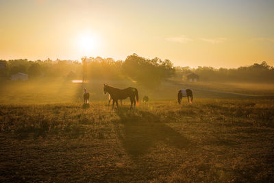 Sunrise over horses in a field in kentucky.