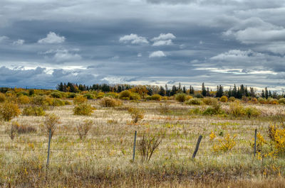 Scenic view of field against sky