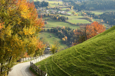 Scenic view of road amidst trees during autumn