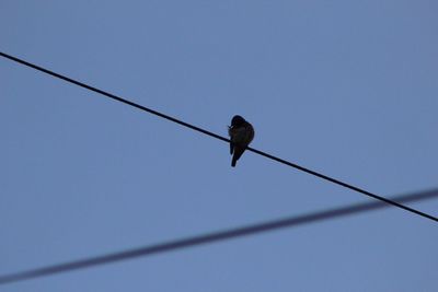 Low angle view of bird perching on power line