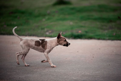 Side view of dog running on road