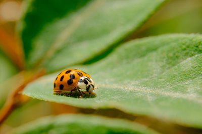 Close-up of ladybug on plant