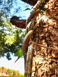 Close-up of tree trunk