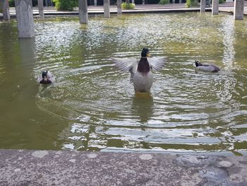 Ducks swimming in lake