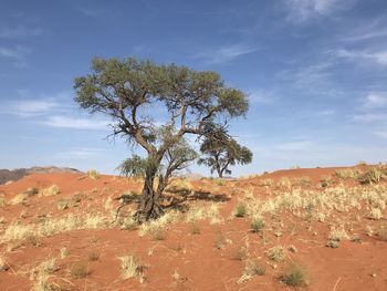 Acacia tree in the namib desert 