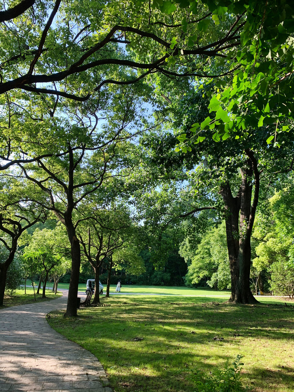 VIEW OF TREES ON FOOTPATH IN PARK