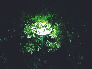 Leaves at night
