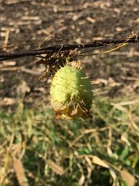 Close-up of insect on plant at field