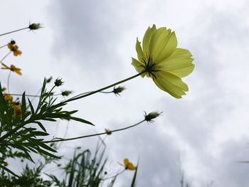 Low angle view of flowers against sky