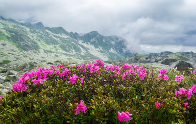 Purple flowering plants on field against sky