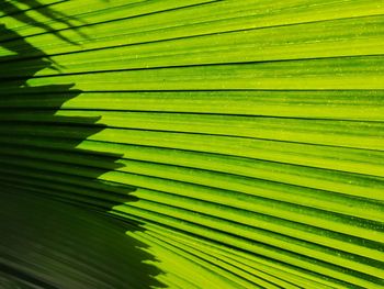 Full frame shot of palm leaves